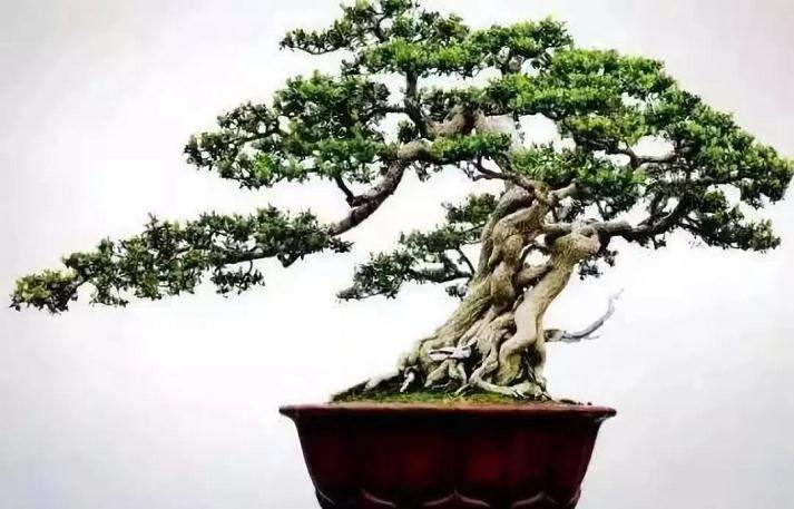 采挖黄杨下山桩的时间以及注意事项