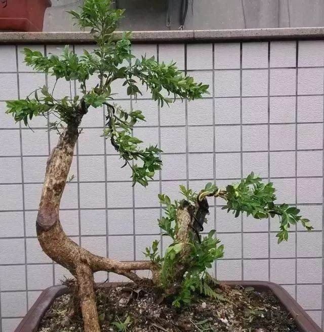 黄杨盆景的生长速度 取决于松土程度