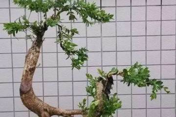 黄杨盆景的生长速度 取决于松土程度