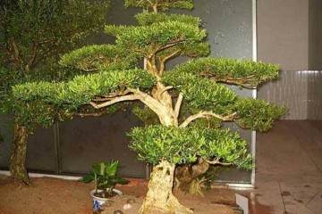 制作瓜子黄杨盆景萌芽后怎么上盆造型 图片