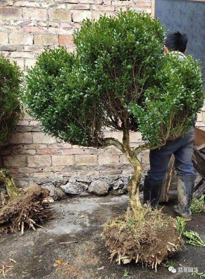 贵州的朱大爷卖黄杨下山桩 轻松入账3000元