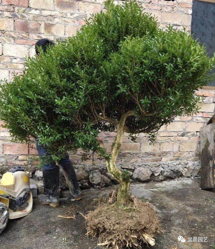 贵州的朱大爷卖黄杨下山桩 轻松入账3000元