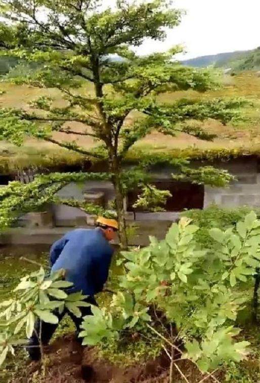 男子7000元就买一颗百年黄杨下山桩