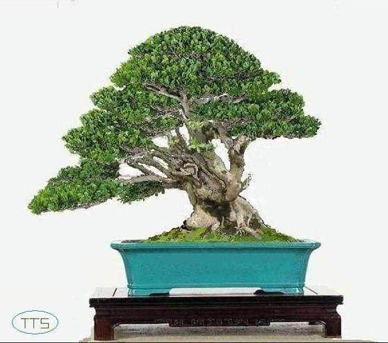 黄杨盆景浇水太多 会使根部缺氧 从而造成烂根