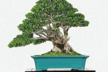 黄杨盆景浇水太多 会使根部缺氧 从而造成烂根