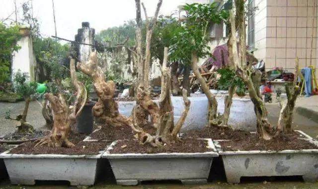 农村大婶种植黄杨下山桩 一年收入5万元