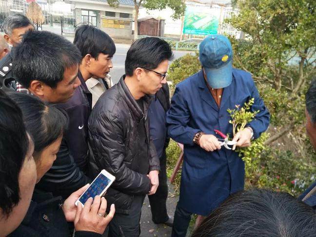 社区黄杨盆景制作培训班