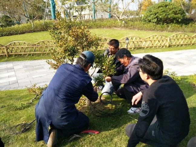 社区黄杨盆景制作培训班