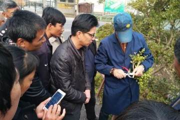 社区黄杨盆景制作培训班