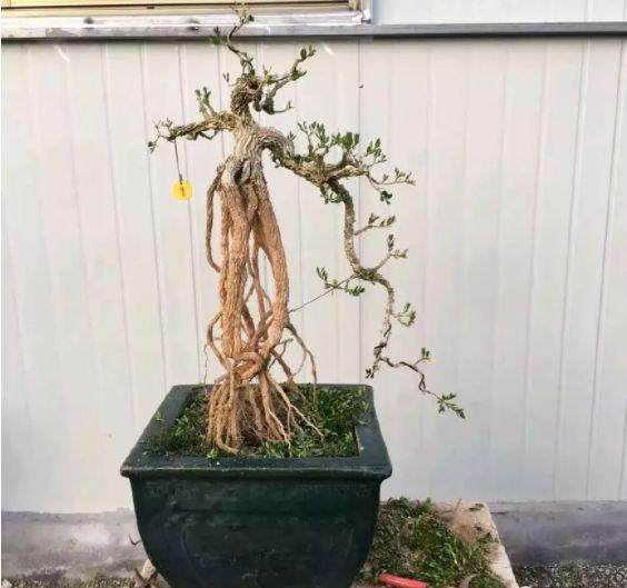 如何对黄杨盆景蟠扎与提根？