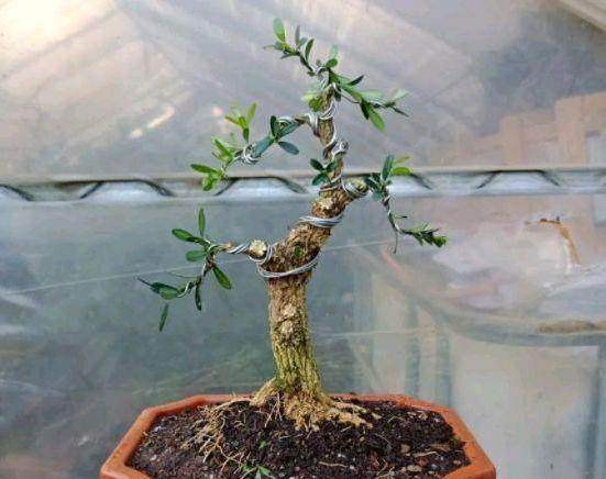 如何对黄杨盆景蟠扎与提根？