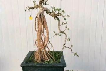 如何对雀舌大叶黄杨盆景蟠扎与提根