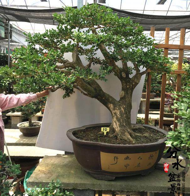 黄杨盆景在冬季 不要施肥 否则会死