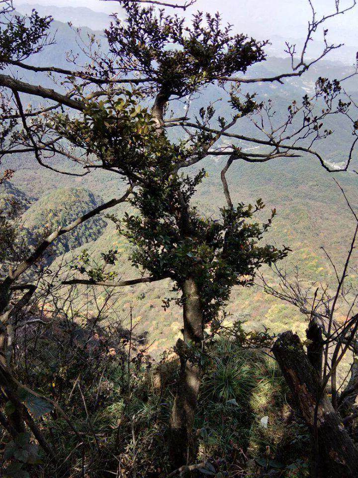 大叔在山里遇见一片黄杨下山桩 很多被人挖走