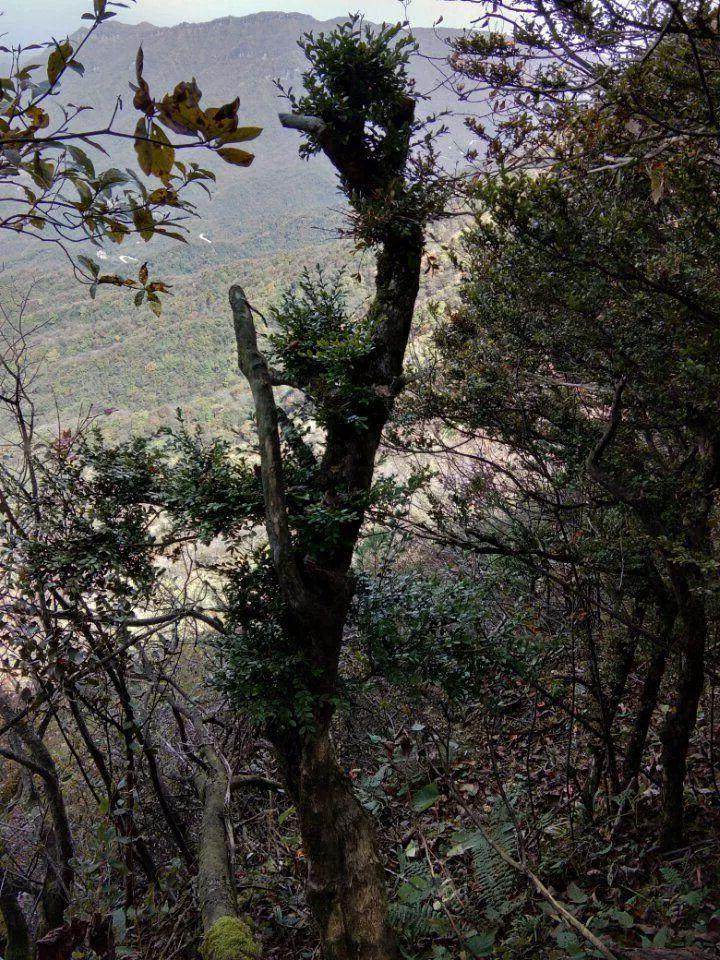 大叔在山里遇见一片黄杨下山桩 很多被人挖走