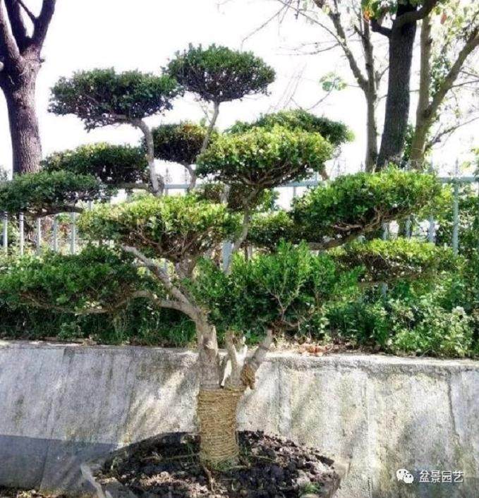 云朵状黄杨盆景造型的制作方法