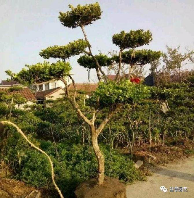 云朵状黄杨盆景造型的制作方法