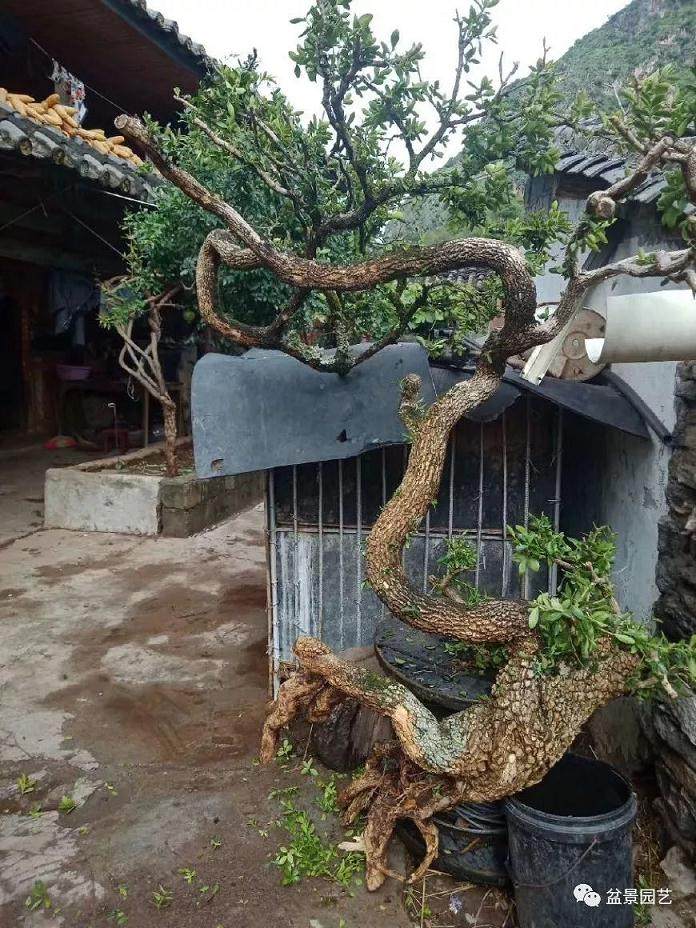 为何拐弯的黄杨盆景价值更高？