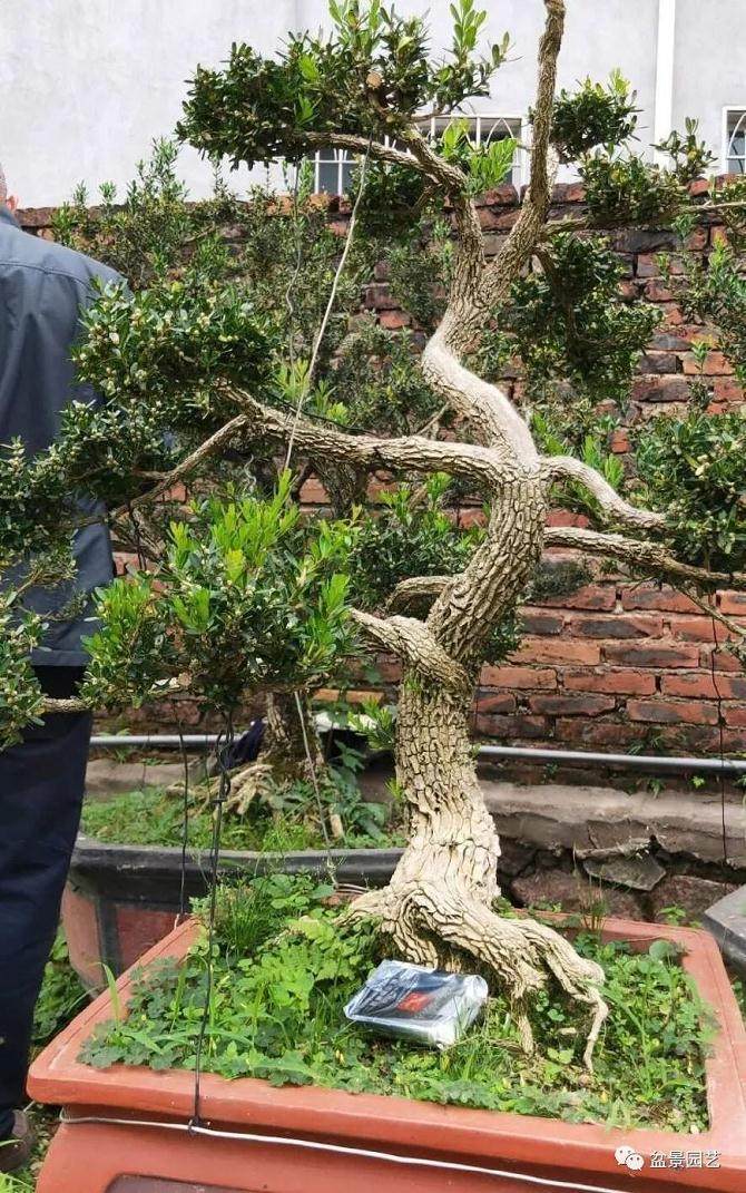 为何拐弯的黄杨盆景价值更高？