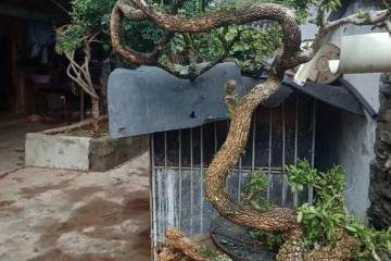 为何拐弯的黄杨盆景价值更高