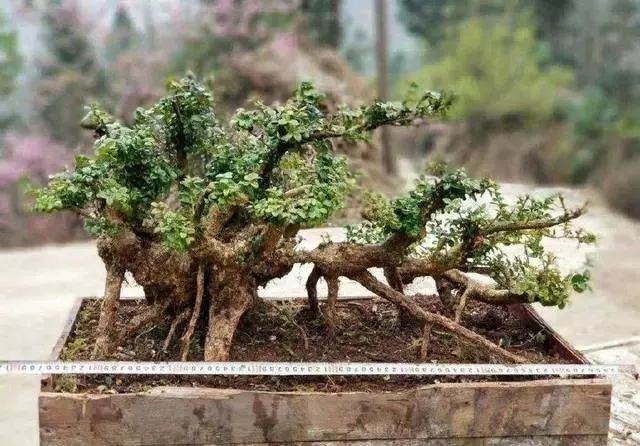 要清洗黄杨盆景主干 不长寄生虫 给人干净