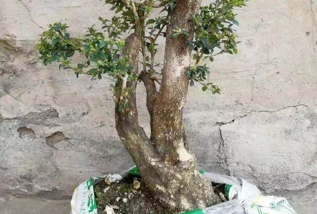 要清洗黄杨盆景主干 不长寄生虫 给人干净