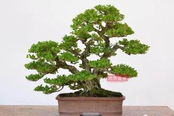 图解 黄杨从绿化苗到盆景的20年成长历程