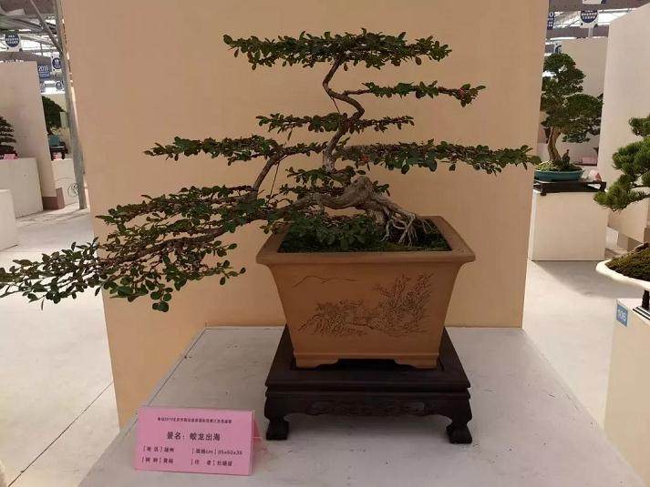 港沿镇陆续举办黄杨盆景知识普及班