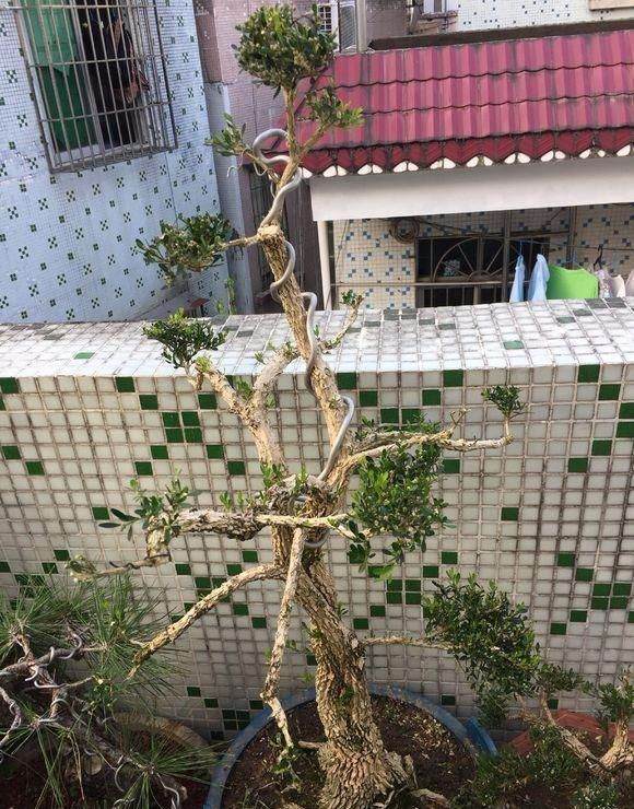 百年的雀舌黄杨下山桩 难得一见 他竟然想挖回家!