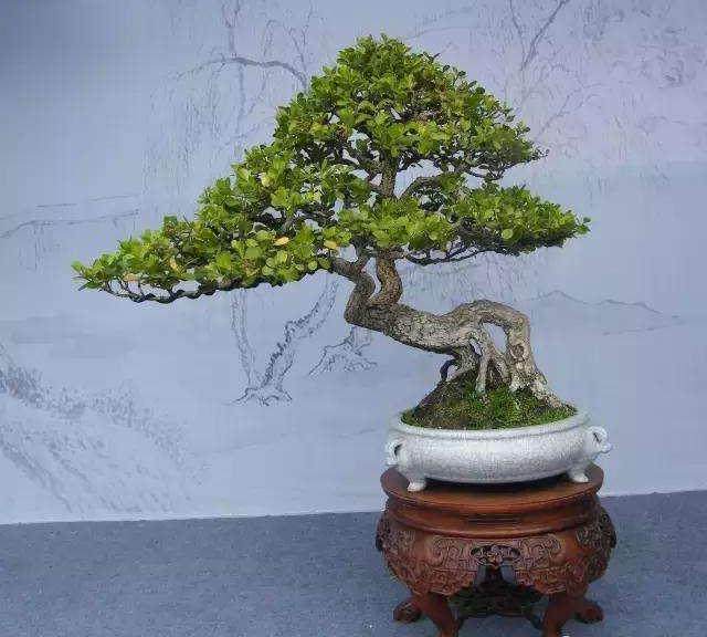 第十三期 金边黄杨盆景的生长环境