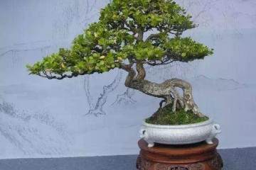 金边大叶黄杨盆景需要什么生长环境