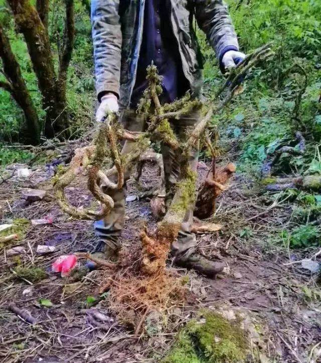 挖黄杨下山桩1天 赚了4千元 这是2018年最多的1天