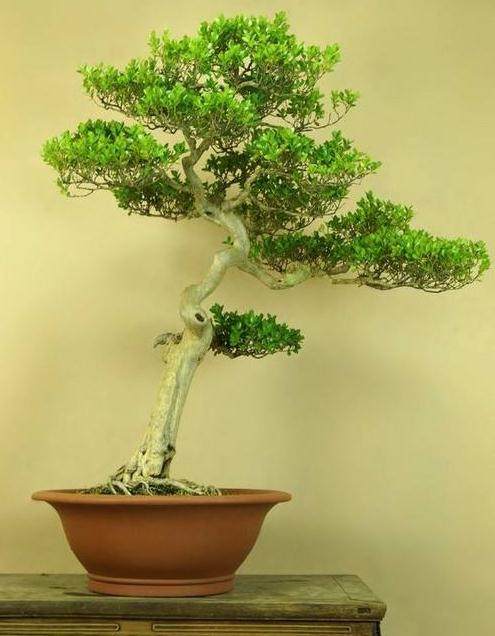 慈溪市教科所黄杨盆景教科研培训会