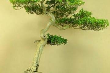 慈溪市教科所黄杨盆景教科研培训会