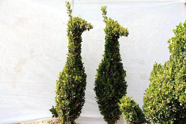  什么？园艺村有个黄杨盆景动物园！