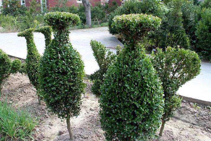  什么？园艺村有个黄杨盆景动物园！