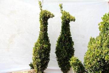 什么？园艺村有个黄杨盆景动物园