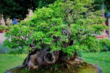 百年榔榆树桩制成盆景