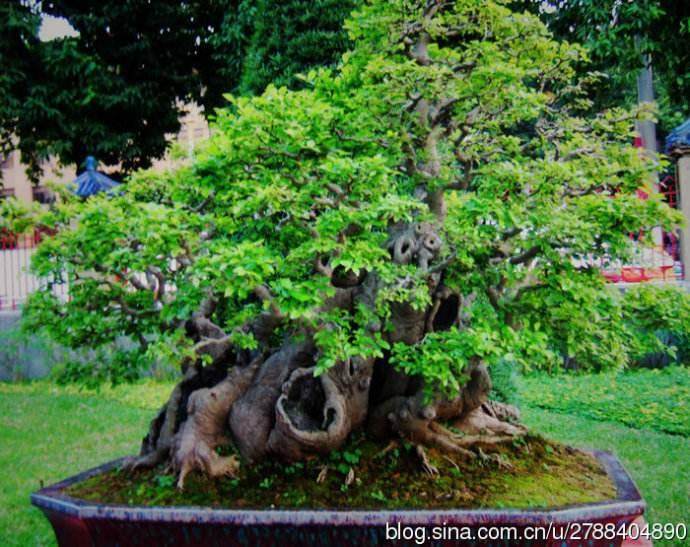 百年榔榆树桩制成盆景