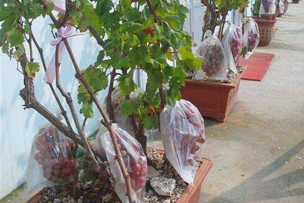 新疆兵团退休老人制作的精美葡萄盆景