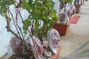 新疆兵团退休老人制作的精美葡萄盆景