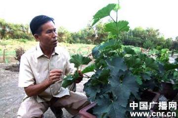 葡萄改行作盆景