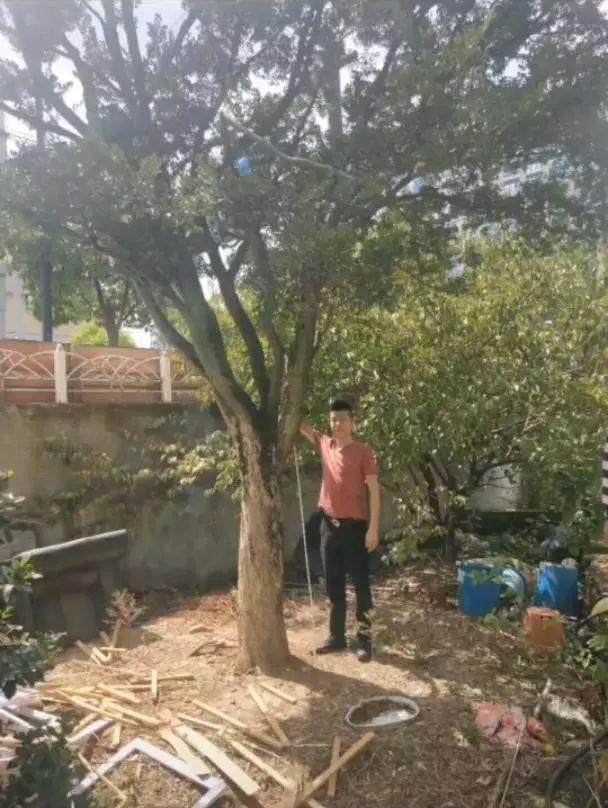 一棵瓜子黄杨下山桩值12万 儿子要卖 父亲生气了!