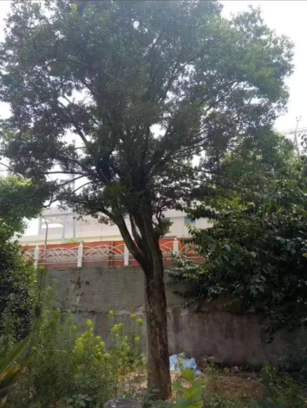 一棵瓜子黄杨下山桩值12万 儿子要卖 父亲生气了!