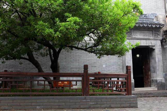 这棵黄杨盆景成为了洋河的镇厂之宝