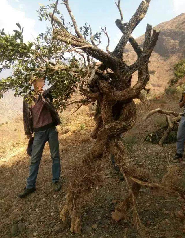 他专挖黄杨下山桩 1年挖上百棵 没有当场抓住