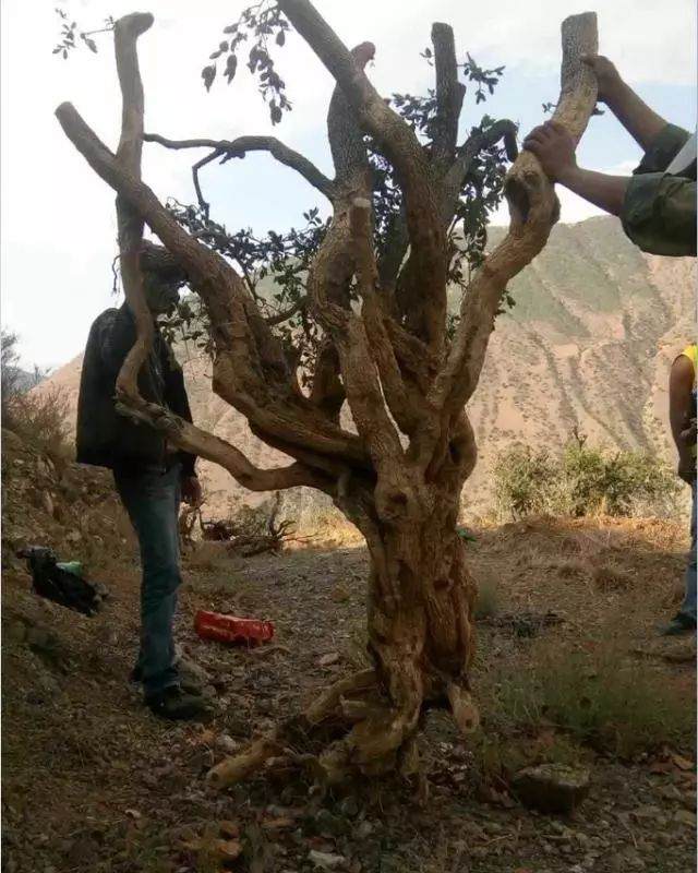 他专挖黄杨下山桩 1年挖上百棵 没有当场抓住