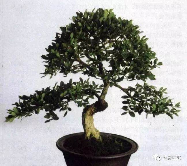 黄杨盆景的造型谈5点做法