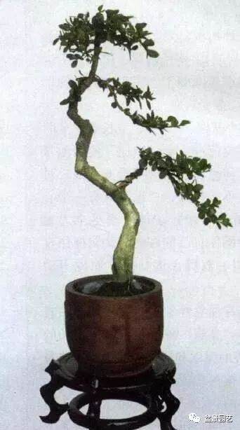 黄杨盆景的造型谈5点做法