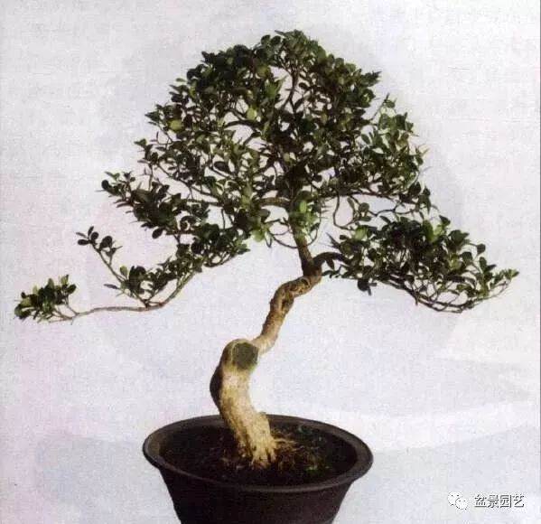 黄杨盆景的造型谈5点做法